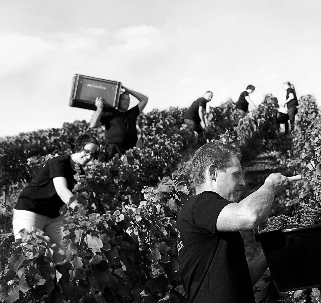 Bollinger