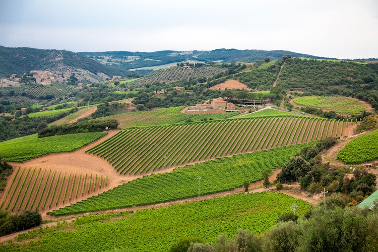 Chianti Classico