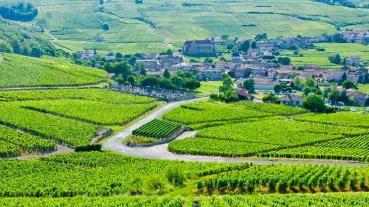 Domaine Nicolas Rossignol