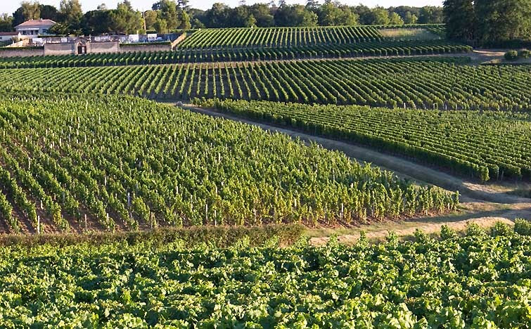 Bordeaux-vine fra vintage 2017