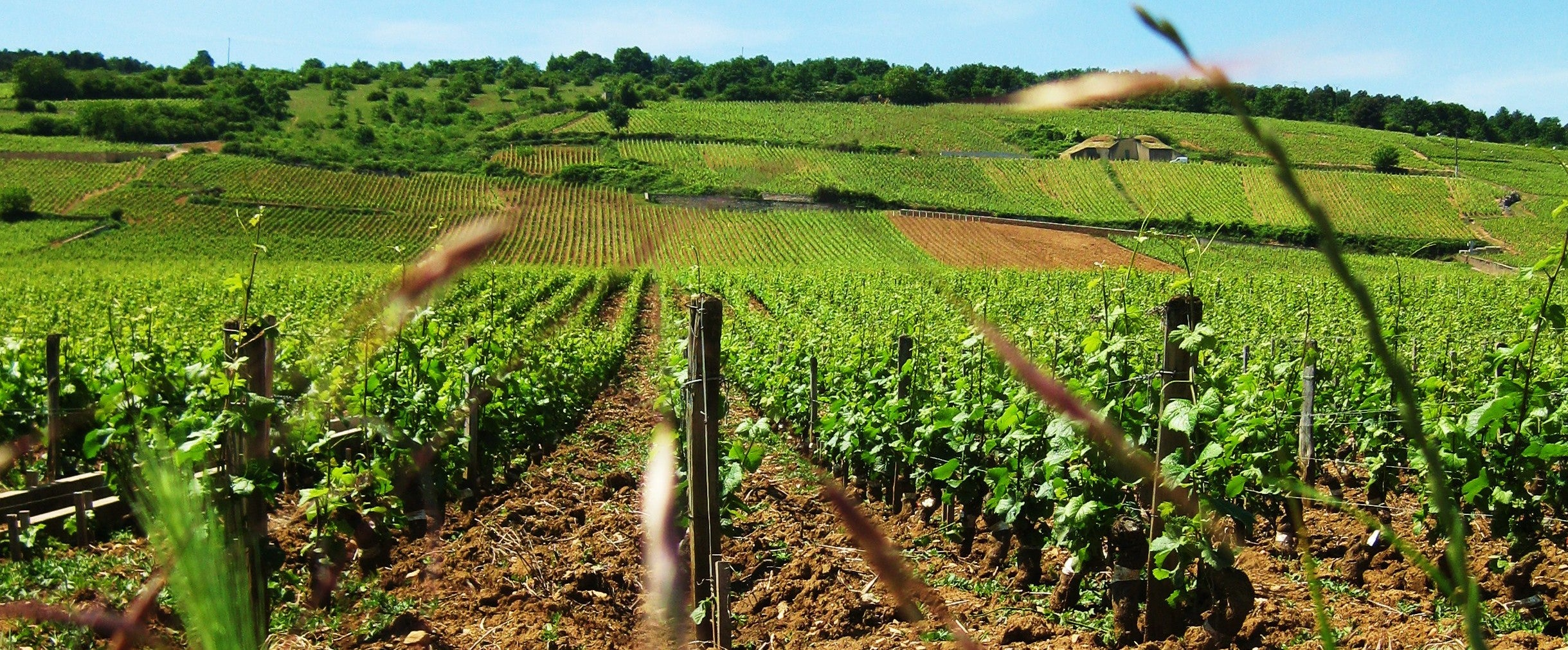Domaine Anne-Françoise Gros