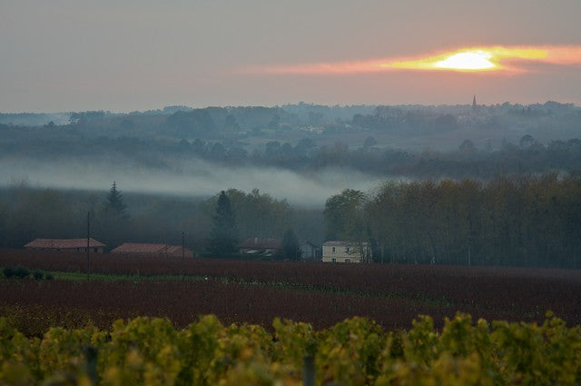 Sauternes