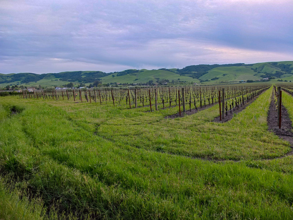 Sonoma County