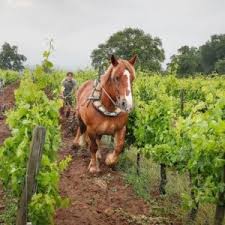 Domaine Jacques-Frédéric Mugnier