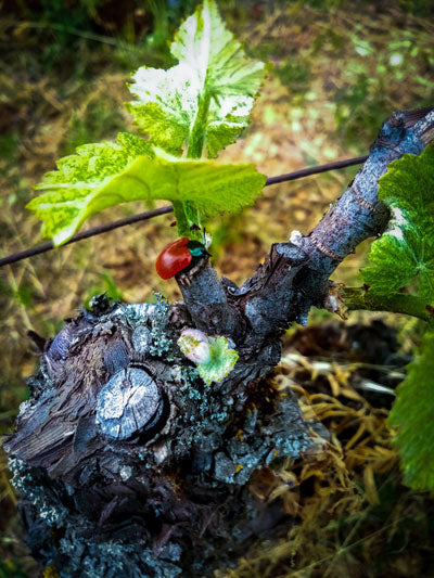 Domaine Christian Clerget